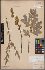 Foto von Salix caprea L. x Salix cinerea L.